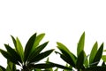 Tropical plant leaves with branches on white isolated background for green foliage backdrop Royalty Free Stock Photo