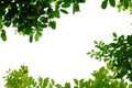 Tropical tree leaves with branches on white isolated background for green foliage backdrop Royalty Free Stock Photo