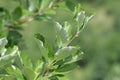 Leaves of whitebeam Royalty Free Stock Photo