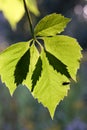 The leaves of wild grapes. Royalty Free Stock Photo