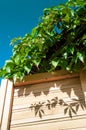 Leaves of wild grapes on window of country house Royalty Free Stock Photo