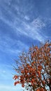 Leaves will soon grow from the bareness of trees