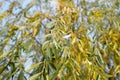 The leaves of the willow are yellow-green hanging on the branches of a tree in the autumn against the sky. Royalty Free Stock Photo