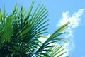 Leaves of a Windmill palm tree against a blue sky with clouds Royalty Free Stock Photo