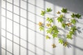 Leaves and window pane shadow overlay effect on white background Royalty Free Stock Photo