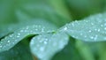 Leaves wirh raindrops, motion focus. Video 4K of leaf during raining.