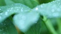 Leaves wirh raindrops, motion focus. Video 4K of leaf during raining.