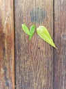 Leaves on wooden background.