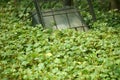 leaves on a wooden fence, Close up green leaf texture as green nature abstract background Royalty Free Stock Photo