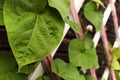 Leaves on a wooden lattice of the veranda Royalty Free Stock Photo