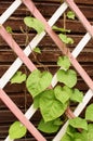 Leaves on a wooden lattice of the veranda Royalty Free Stock Photo