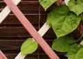 Leaves on a wooden lattice of the veranda Royalty Free Stock Photo