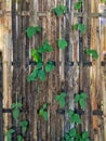 leaves wrapped around a fence made of bamboo Royalty Free Stock Photo