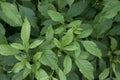 Leaves of yellow elder.