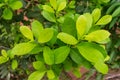 Leaves of the Yerba mate Ilex paraguariensis plant in Puerto Iguazu, Argentina