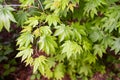 Leaves of young acer japonicum Royalty Free Stock Photo