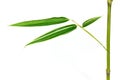Leaves and young Bamboo,isolated on white: