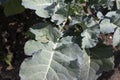 The leaves of young broccoli are infested by caterpillars. Pests on vegetable crops. Royalty Free Stock Photo