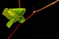 The leaves are young with an emphasis on water droplets for decoration Royalty Free Stock Photo