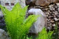 Young fern leaves near large stones