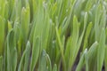 Leaves of young green grass with drops of dew. Germination of wheat grains. Growing lawn grasses in agriculture