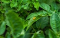 On the leaves of young potato postponed eggs of Colorado potato beetle. Royalty Free Stock Photo