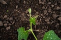 Leaves of young pumpkin plant growing in a soil. Pumpkin seedlings grow from fertile ground. Pumpkin sprout in black Royalty Free Stock Photo