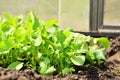 Leaves of a young radish on a bed in a greenhouse in the rays of the bright sun