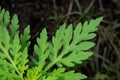 Leaves of a young ragweed plant on a dark
