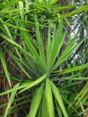 The leaves of yucca plant Royalty Free Stock Photo