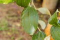 Adaxial Side Of Coolie Plum Leaf Royalty Free Stock Photo