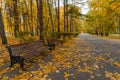 An autumnal alley covered with bright leaves on a sunny day in the fall. Park benches. City park during fall foliage. Royalty Free Stock Photo