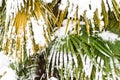 Leavs of palm trees covered with snow Royalty Free Stock Photo