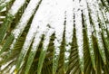Leavs of palm trees covered with snow Royalty Free Stock Photo