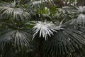 Leavs of palm trees covered with snow, background. The concept of an unexpected cold snap in the tropics Royalty Free Stock Photo