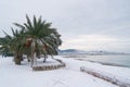 Leavs of palm trees covered with snow Royalty Free Stock Photo