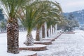 Leavs of palm trees covered with snow Royalty Free Stock Photo