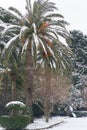 Leavs of palm trees covered with snow Royalty Free Stock Photo