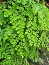 Leavy green maidenhair fern