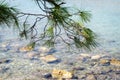 The Lebanese branch of pine on a background of water Royalty Free Stock Photo