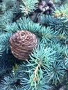 Lebanese cedar cone on the branch