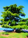 Lebanese cedar Royalty Free Stock Photo