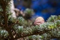 Lebanese cedar pinecone in botanical park, Spain