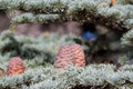 Lebanese cedar pinecone in the forest in mountains