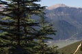 Lebanese cedar pinecone in the forest in mountains