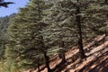 Lebanese cedar pinecone in the forest in mountains