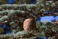 Lebanese cedar pinecone in the forest in mountains