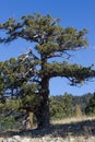 Lebanese cedar pinecone in the forest in the mountains