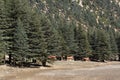 Lebanese cedar tree in the forest peak mountains Royalty Free Stock Photo