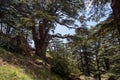 Lebanese Cedar trees in so called Cedars of God located in the Kadisha Valley of Bsharre, Lebanon